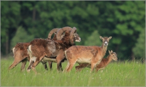 <p>MUFLON (Ovis musimon) Šluknovsko - Valdek ---- /Mouflon - Mufflon/</p>
